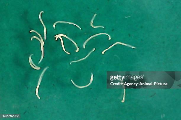 Adult hookworms of a dog in the institute for parasitology of the Ludwig-Maximilians-University Munich on November 26, 2003 in Munich, Germany.