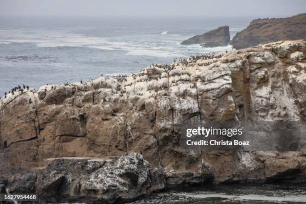 depoe bay view - christa stock pictures, royalty-free photos & images