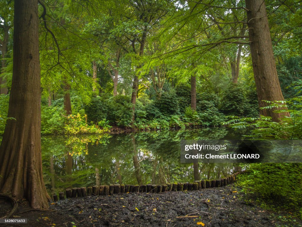 Reflection of plants and trees in a small stream in a wilderness area with dense vegetation of the Großer (Grosser) Tiergarten public park, Central Berlin, Germany.