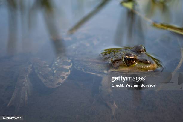 green frog on the river bank stuck its head out of the water. - animal head human body stock pictures, royalty-free photos & images