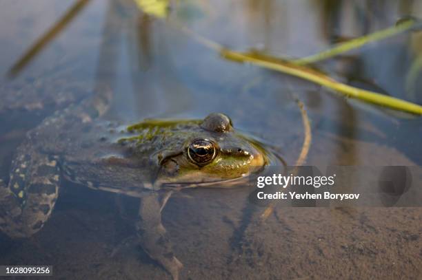 green frog on the river bank stuck its head out of the water. - animal head human body stock pictures, royalty-free photos & images