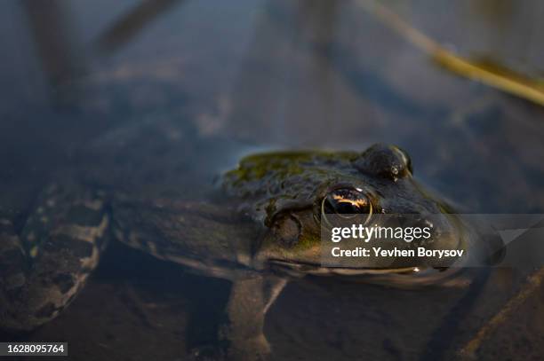 green frog on the river bank stuck its head out of the water. - animal head human body stock pictures, royalty-free photos & images