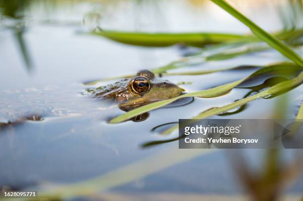 green frog on the river bank stuck its head out of the water. - animal head human body stock pictures, royalty-free photos & images