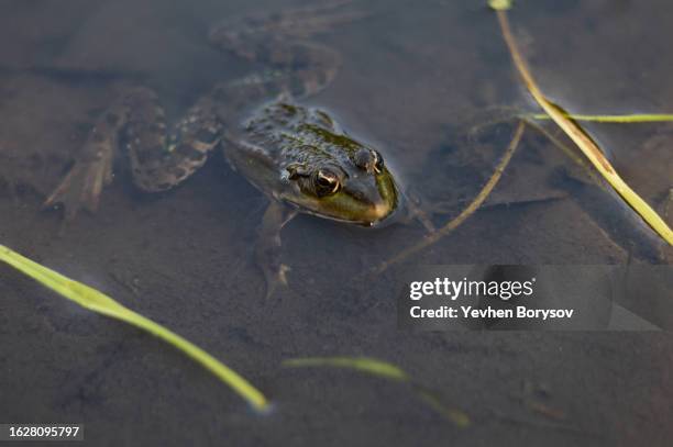 green frog on the river bank stuck its head out of the water. - animal head human body stock pictures, royalty-free photos & images