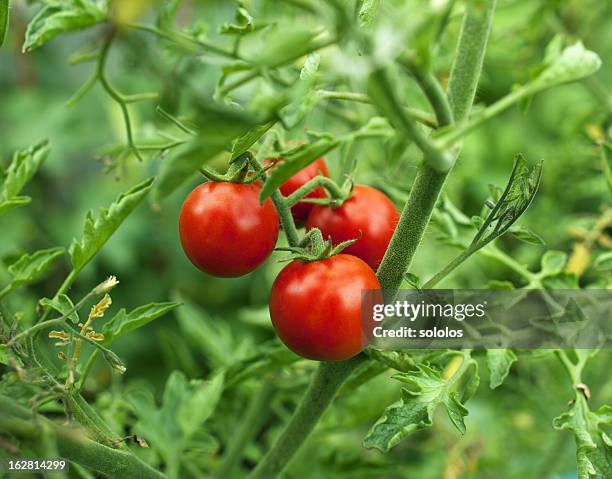 kirschtomaten tomaten - tomato harvest stock-fotos und bilder