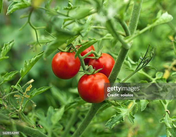 tomates cherry - tomate fotografías e imágenes de stock