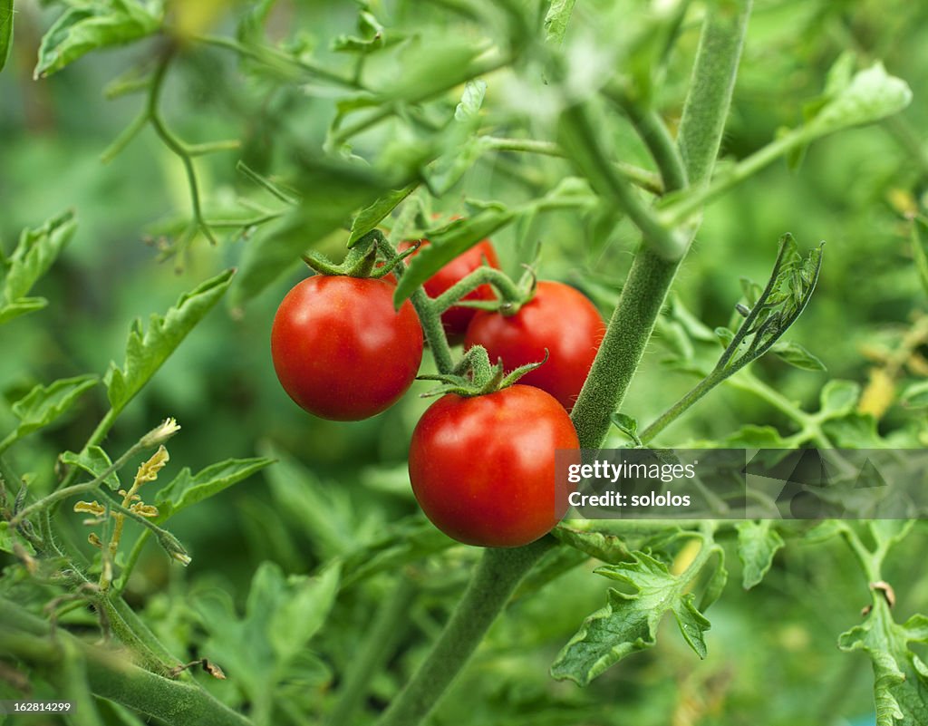 Cherry tomatoes