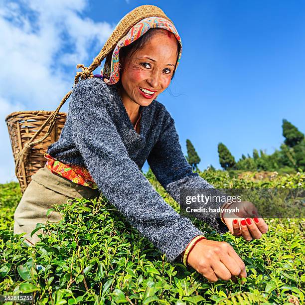 indian pickers plucking tea leaves in darjeeling, india - india tea plantation stockfoto's en -beelden