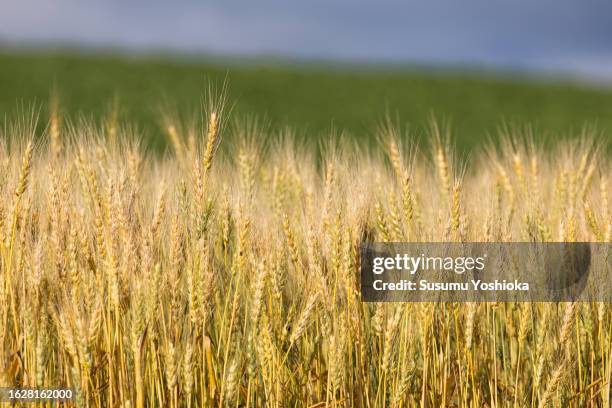 a vast farm landscape. - barley stockfoto's en -beelden