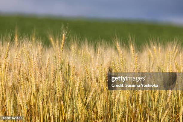a vast farm landscape. - barley stock pictures, royalty-free photos & images