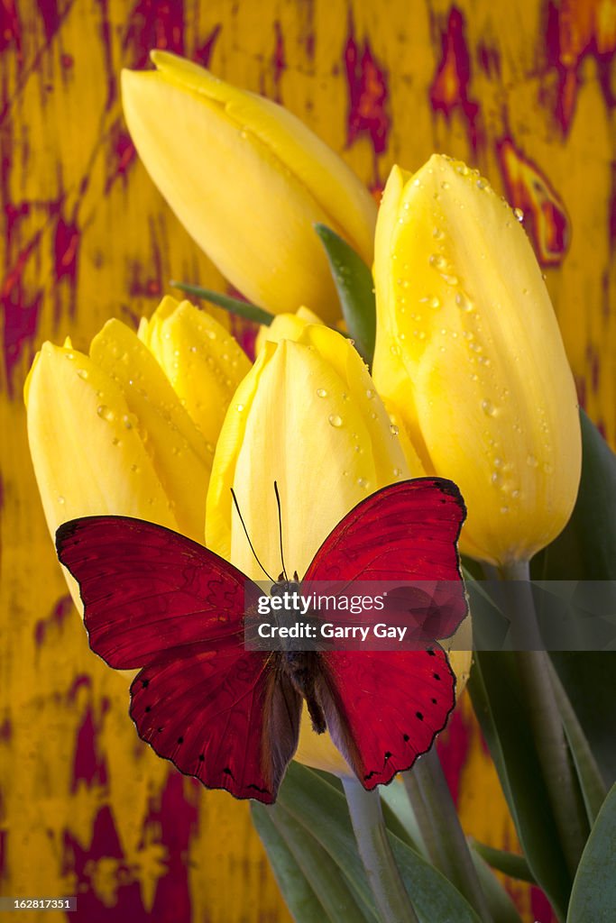 Red butterfly resting on yellow tulips