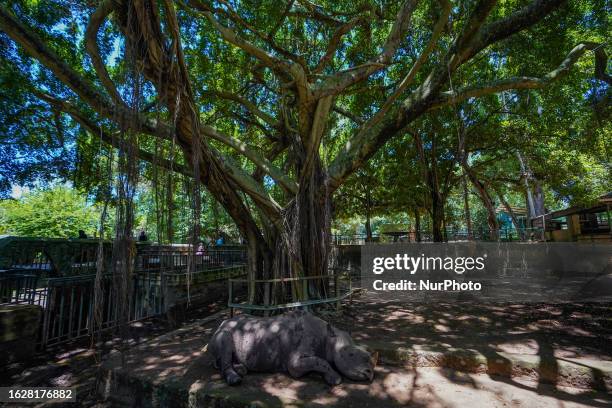 Rhinoceros seen in the zoological garden in Dehiwala, Sri Lanka, on August 27, 2023