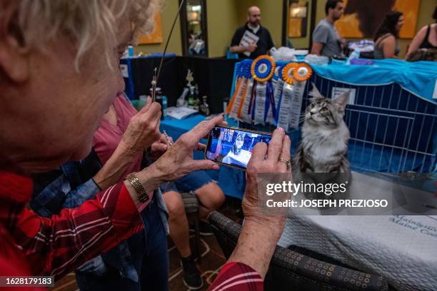 Sterling, a Maine Coon cat, is photographed by an attendee during the New England Meow Outfit's 10th Annual Allbreed and Household Pet Cat Show in...