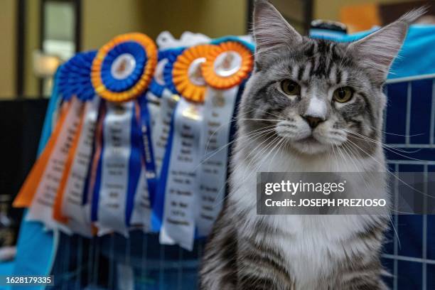 Sterling, a Maine Coon cat, sits next to awards it has won at the New England Meow Outfit's 10th Annual Allbreed and Household Pet Cat Show in...