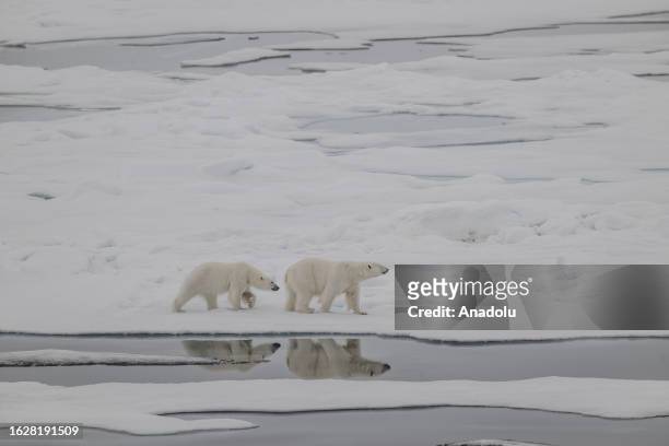 View of the partially melting glaciers as polar bears, one of the species most affected by climate change, walk in Svalbard and Jan Mayen, on July...