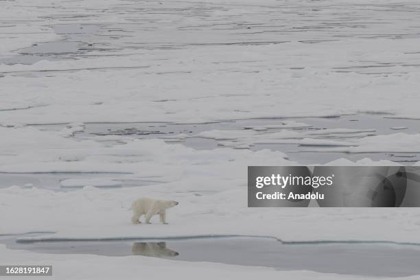 View of the partially melting glaciers as a polar bear, one of the species most affected by climate change, walks in Svalbard and Jan Mayen, on July...