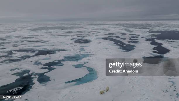 An aerial view of the partially melting glaciers as polar bears, one of the species most affected by climate change, walk in Svalbard and Jan Mayen,...