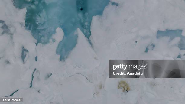 An aerial view of the partially melting glaciers as a polar bear, one of the species most affected by climate change, sits on glacier in Svalbard and...