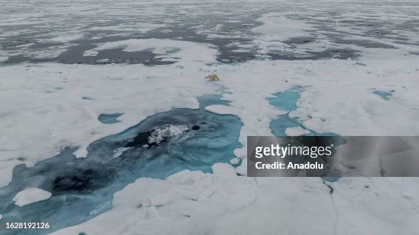 An aerial view of the partially melting glaciers as a polar bear, one of the species most affected by climate change, walks on glacier in Svalbard...