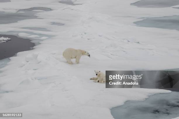 View of the partially melting glaciers as a polar bears, one of the species most affected by climate change, walk in Svalbard and Jan Mayen, on July...