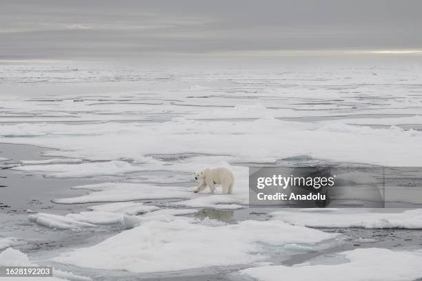 View of the partially melting glaciers as a polar bears, one of the species most affected by climate change, walk in Svalbard and Jan Mayen, on July...