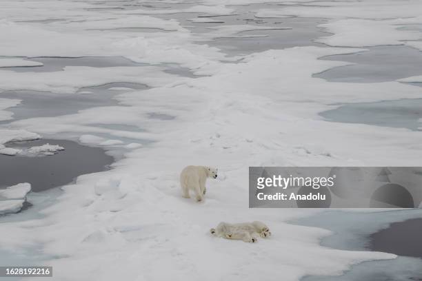 View of the partially melting glaciers as a polar bears, one of the species most affected by climate change, walk in Svalbard and Jan Mayen, on July...