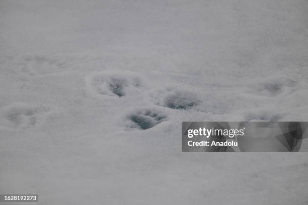 Feetprint of polar bear, one of the species most affected by climate change, are seen on glacier in Svalbard and Jan Mayen, on July 15, 2023. Under...