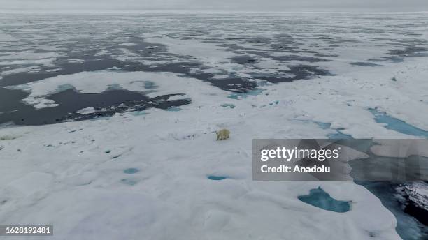 An aerial view of the partially melting glaciers as a polar bear, one of the species most affected by climate change, walks on glacier in Svalbard...