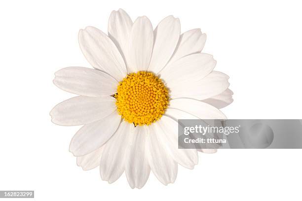 branco margarida, tempo de primavera flor de beleza natural - daisy imagens e fotografias de stock