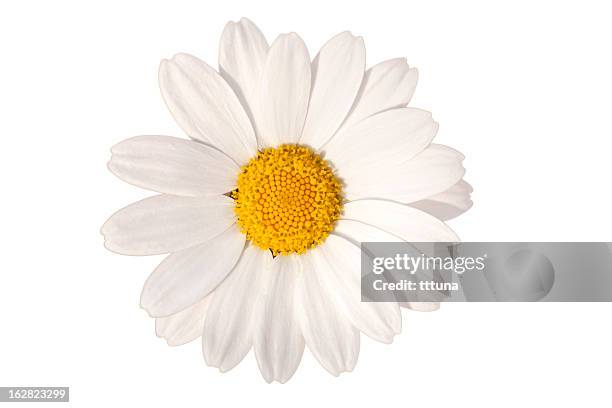 branco flor, primavera flor de beleza na natureza - camomila romana - fotografias e filmes do acervo