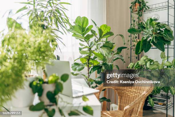 happy young woman using laptop in a small gardening shop - planta de interior fotografías e imágenes de stock