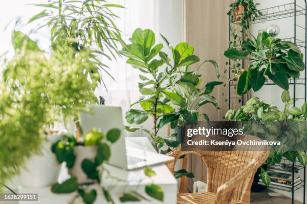 happy young woman using laptop in a small gardening shop - 室內植物 個照片及圖片檔