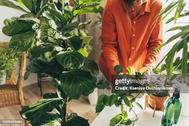 woman sprays plants in flower pots with clean water from bottle. closeup hand with sprayer. caring for houseplants home, growing vegetable garden on windowsill. plant lovers, home gardening - planta de casa imagens e fotografias de stock