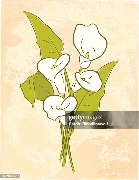 illustrazioni stock, clip art, cartoni animati e icone di tendenza di grunge le calle - calla lily