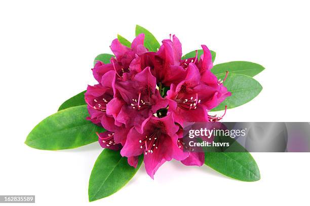 isolierte pink purple rhododendron auf weißem hintergrund - rhododendron stock-fotos und bilder