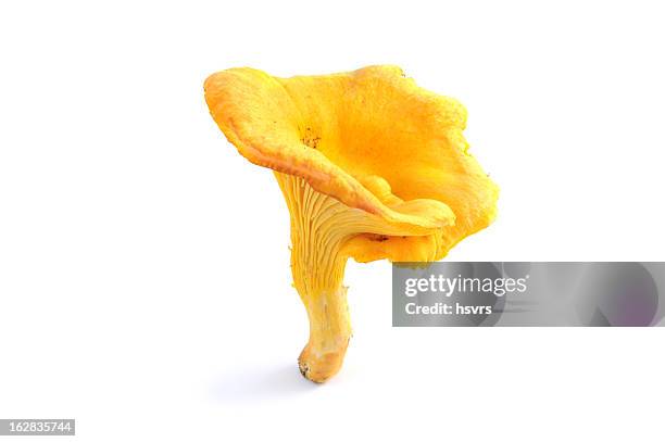 cantarelo cogumelo (cantharellus cibarius) - cogumelo chanterelle imagens e fotografias de stock
