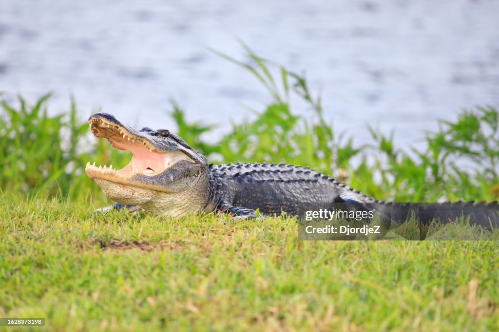 Wildlife gator