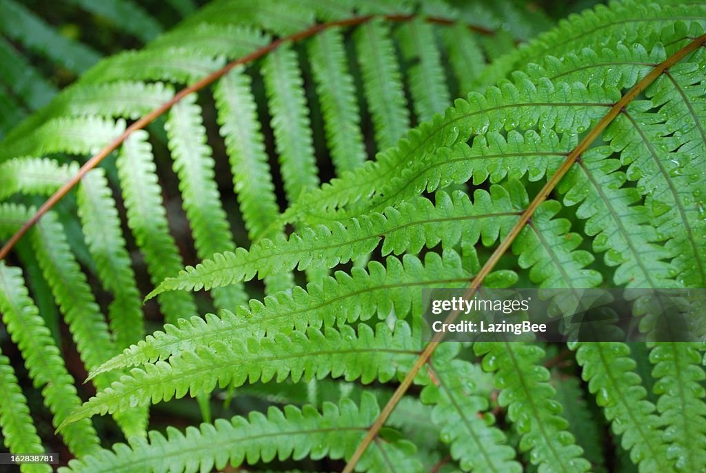 Fern Background