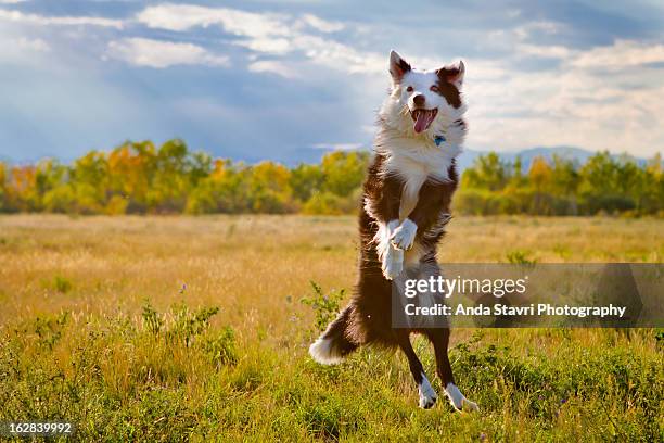 jump for joy - dog jump stock-fotos und bilder