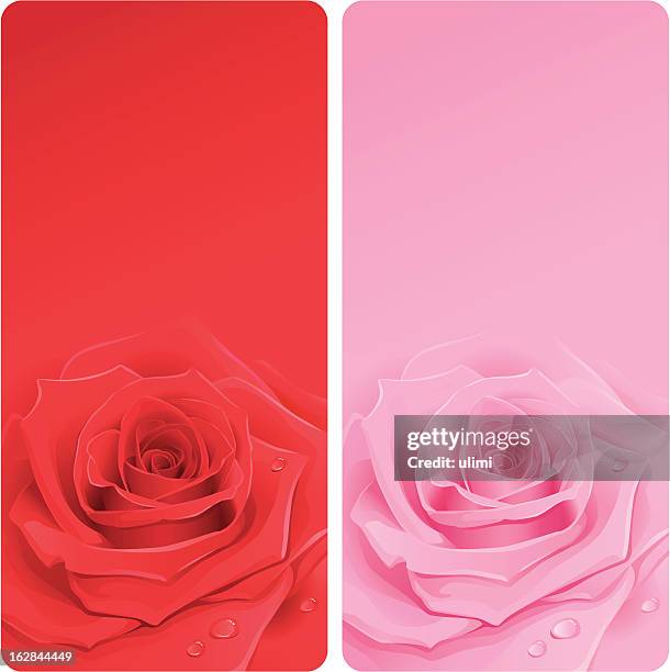 vertical banners with roses - flowers dew stock illustrations