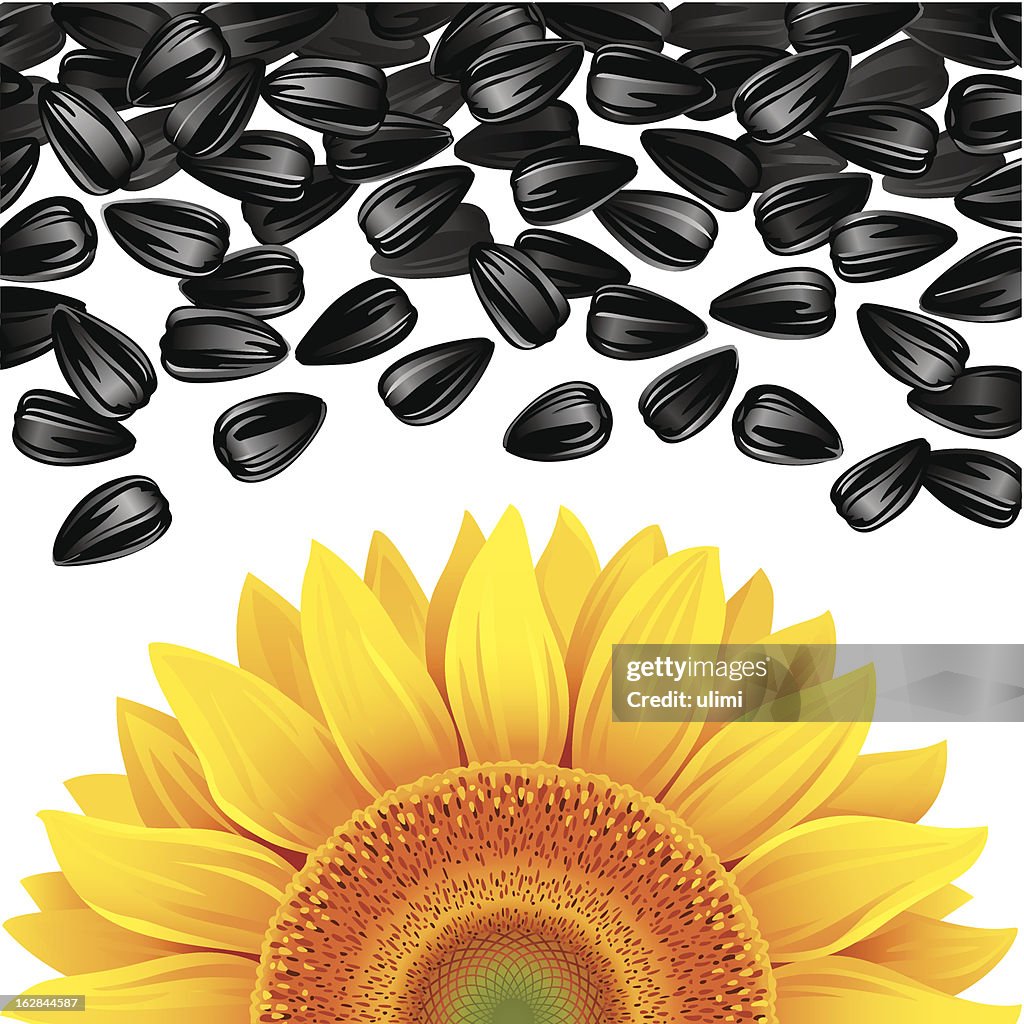 Sunflower and seeds