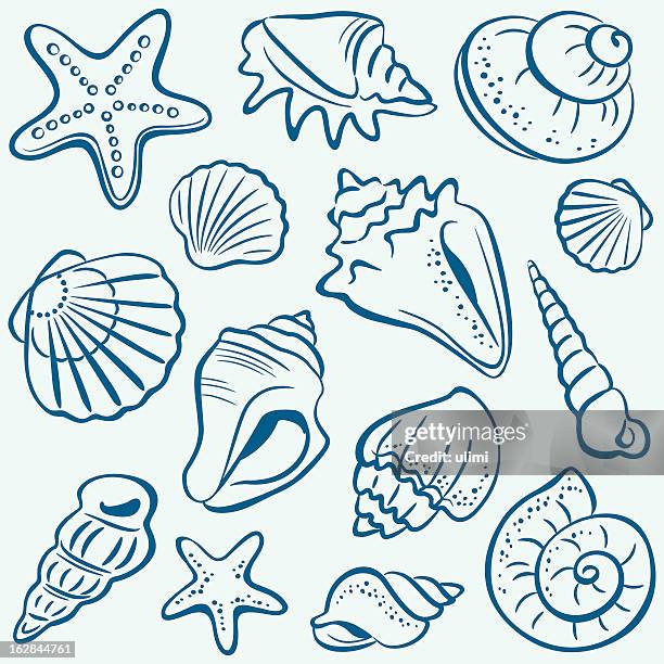 ilustraciones, imágenes clip art, dibujos animados e iconos de stock de cápsulas vacías - caracola concha de mar