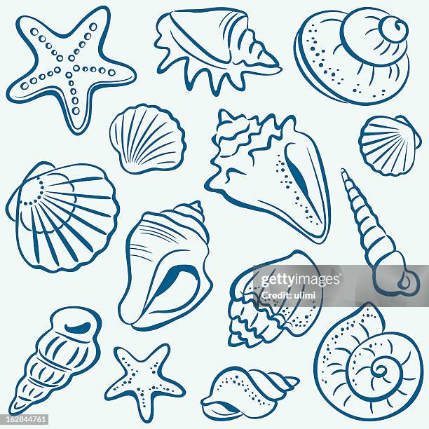 shells - sea mollusc stock illustrations