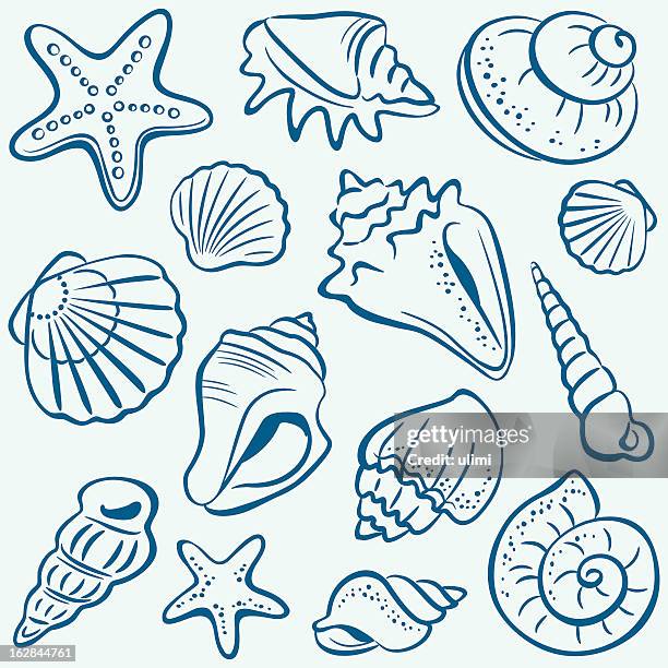 shells - starfish 幅插畫檔、美工圖案、卡通及圖標