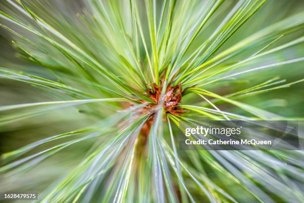 full frame close-up of eastern white pine tree needles - eastern white pine stock pictures, royalty-free photos & images