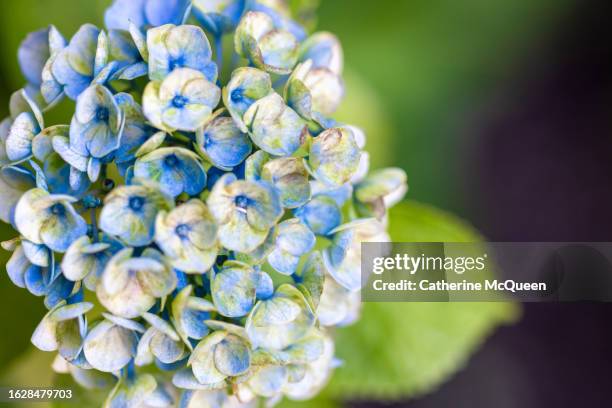 drying blue & white hydrangea bloom - hydrangea pattern stock pictures, royalty-free photos & images