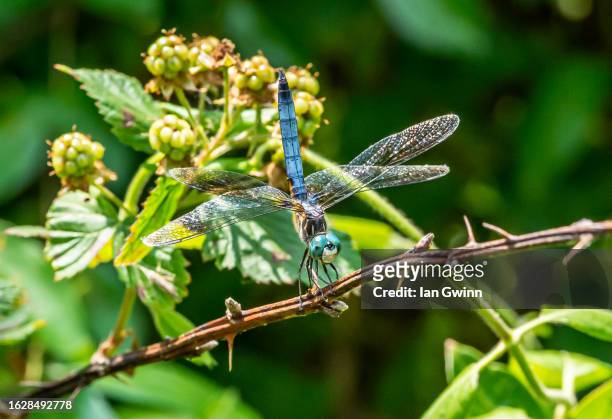 blue dasher dragonfly_1 - loudoun county stock pictures, royalty-free photos & images