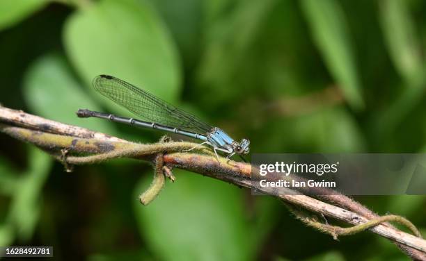 damselfly - loudoun county stock pictures, royalty-free photos & images