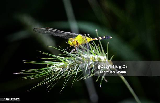 eastern pondhawk dragonfly - loudoun county stock pictures, royalty-free photos & images
