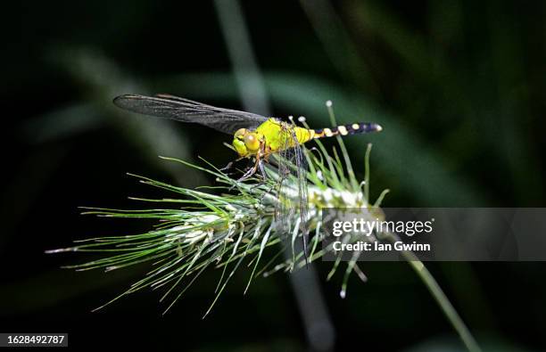 eastern pondhawk dragonfly - ian gwinn 個照片及圖片檔